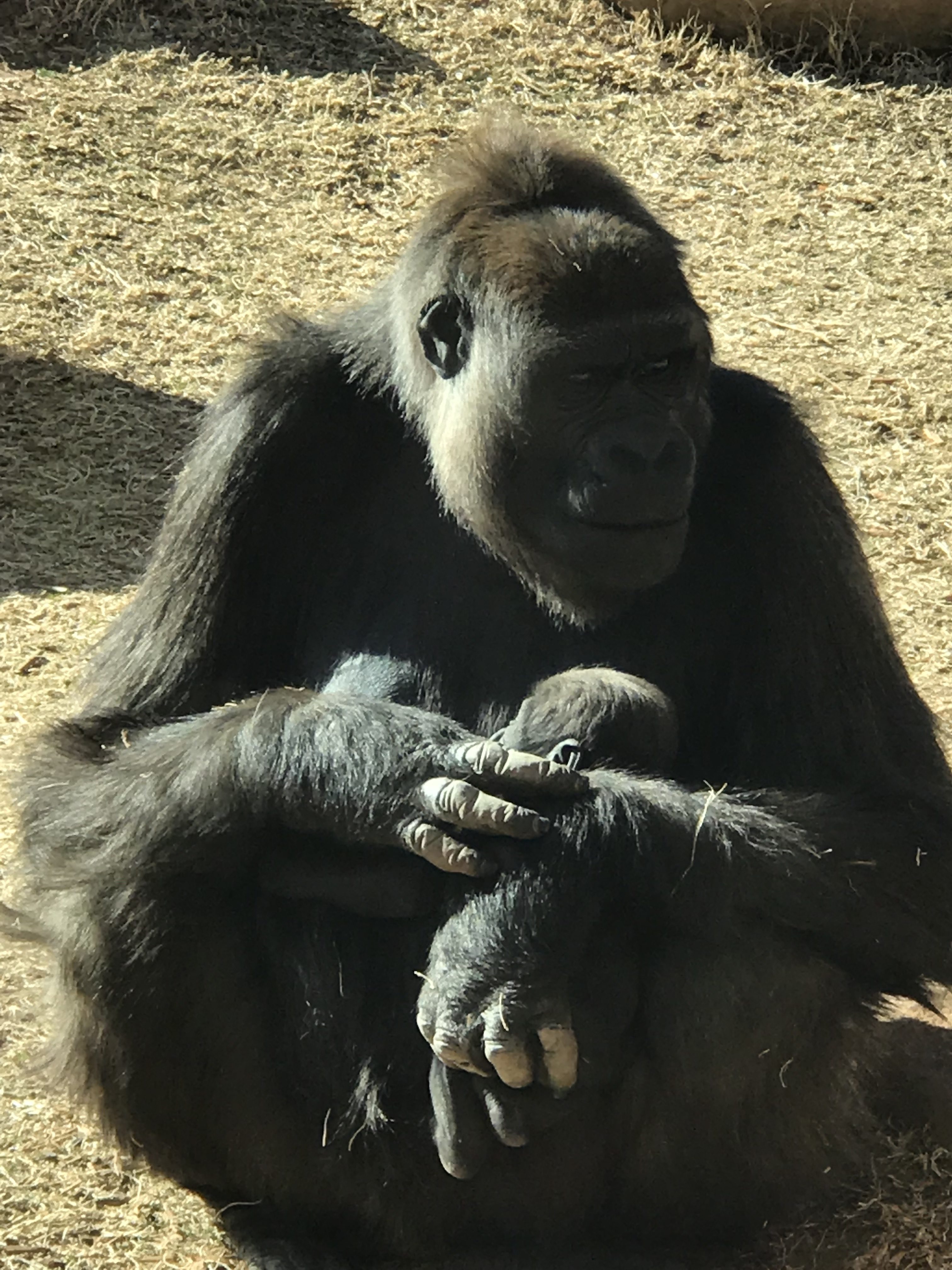 Family Fun at the Oklahoma City Zoo KimTurnerMcCulley.com