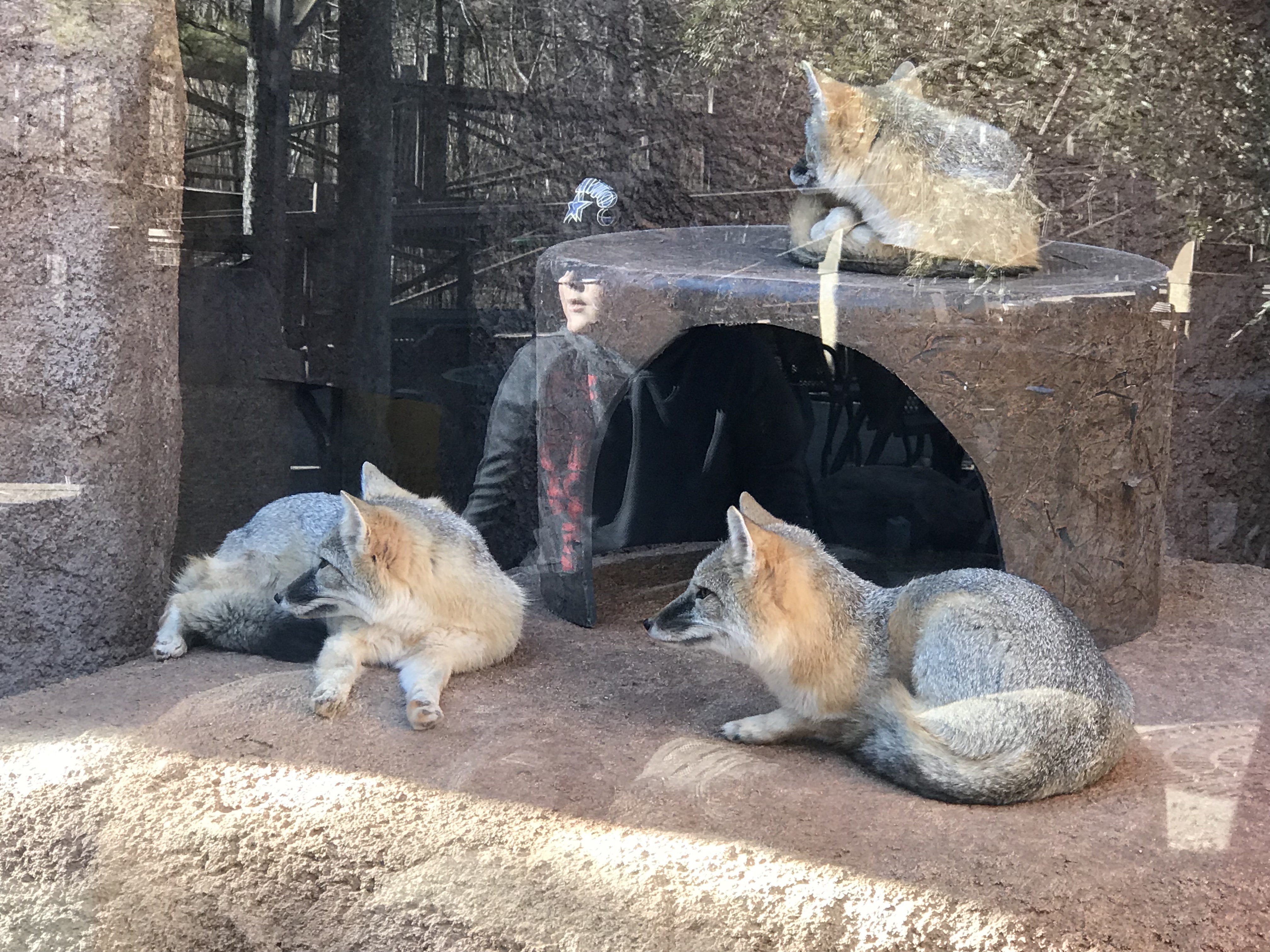 Family Fun at the Oklahoma City Zoo KimTurnerMcCulley.com