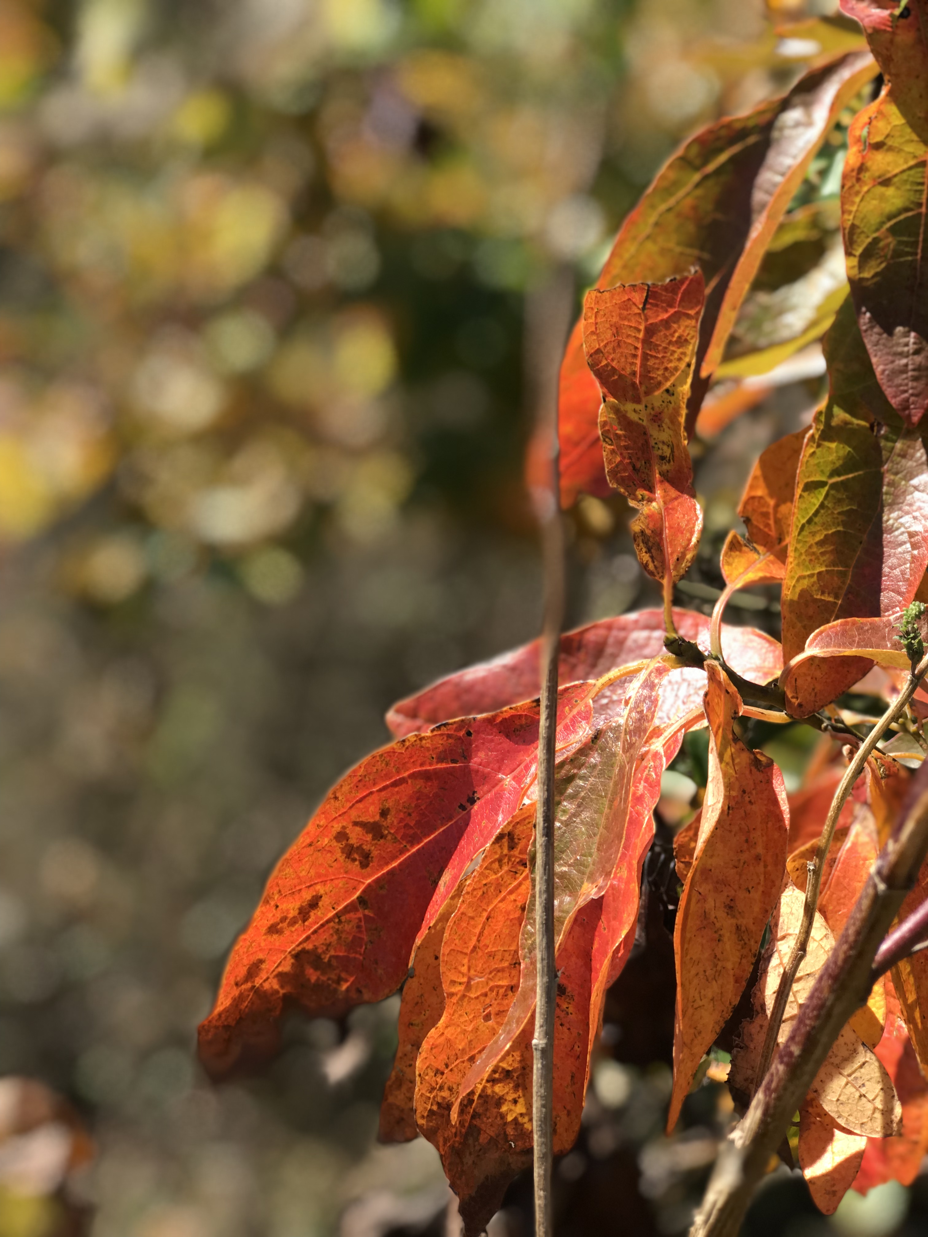 Come join us on our Fall Leaf Tour of the gorgeous Talimena Parkway. Autumn foliage was stunning in the Winding Stair Mountains of Ouachita National Forest. 