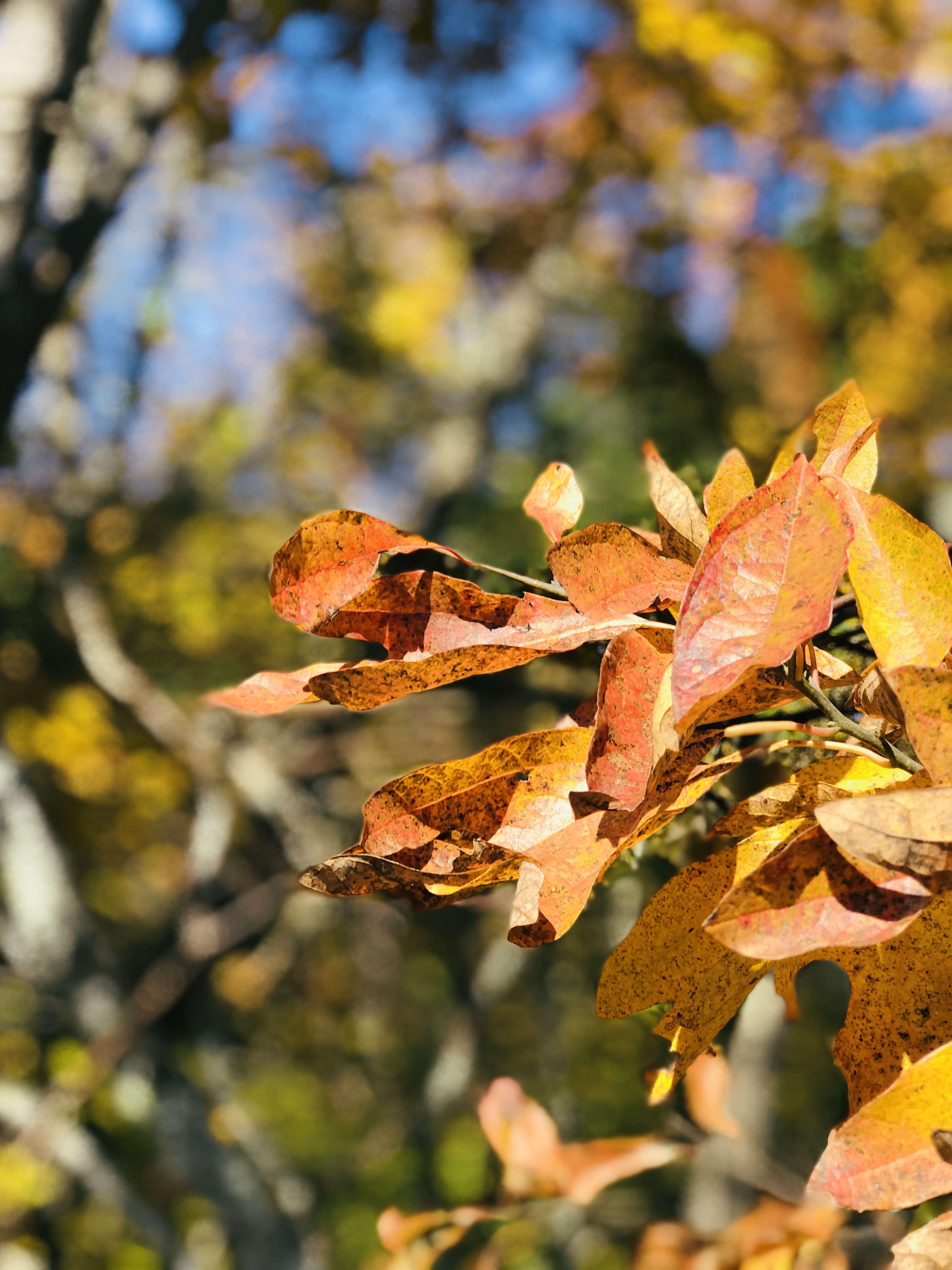 Come join us on our Fall Leaf Tour of the gorgeous Talimena Parkway. Autumn foliage was stunning in the Winding Stair Mountains of Ouachita National Forest. 