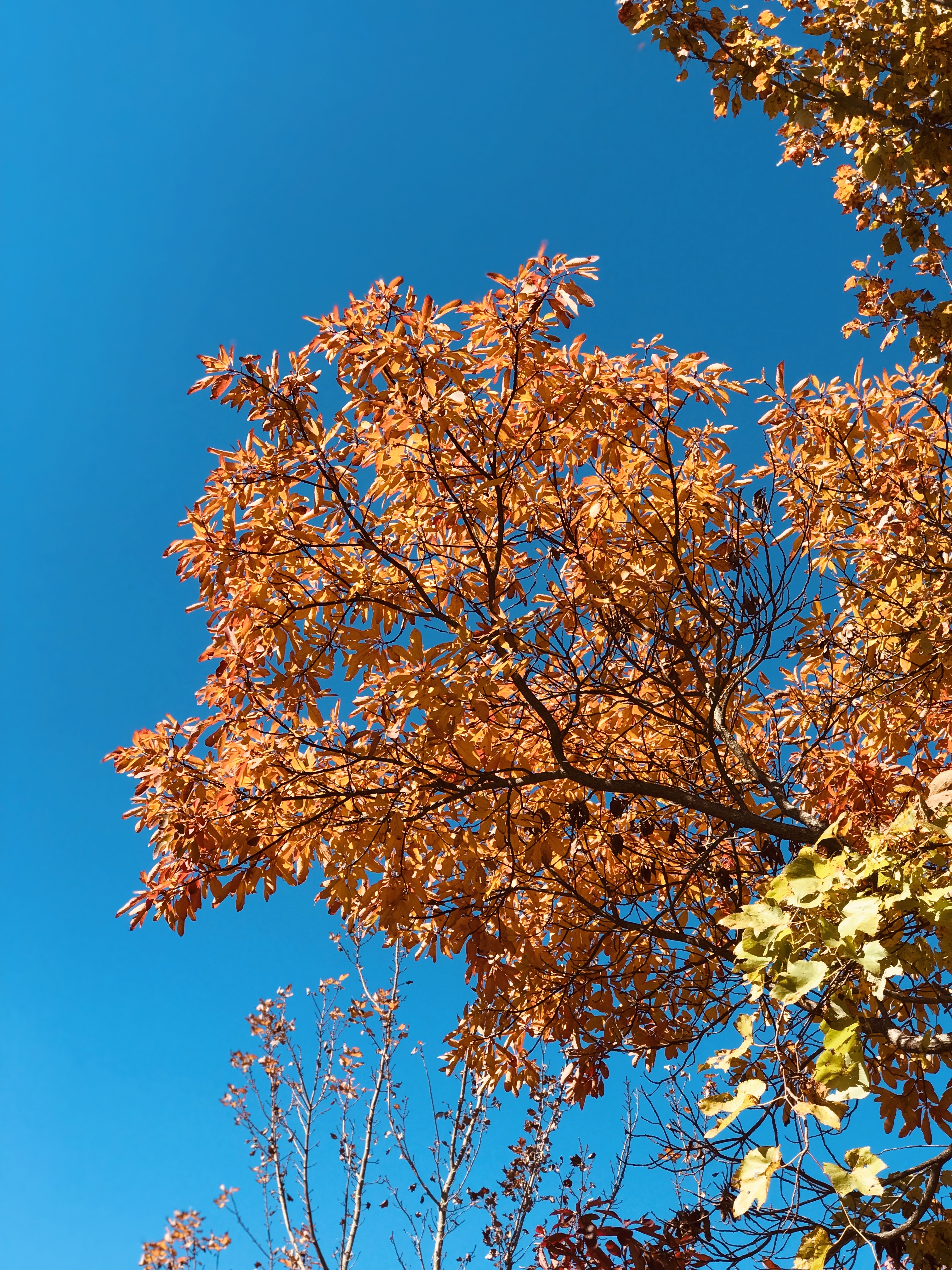 Come join us on our Fall Leaf Tour of the gorgeous Talimena Parkway. Autumn foliage was stunning in the Winding Stair Mountains of Ouachita National Forest. 