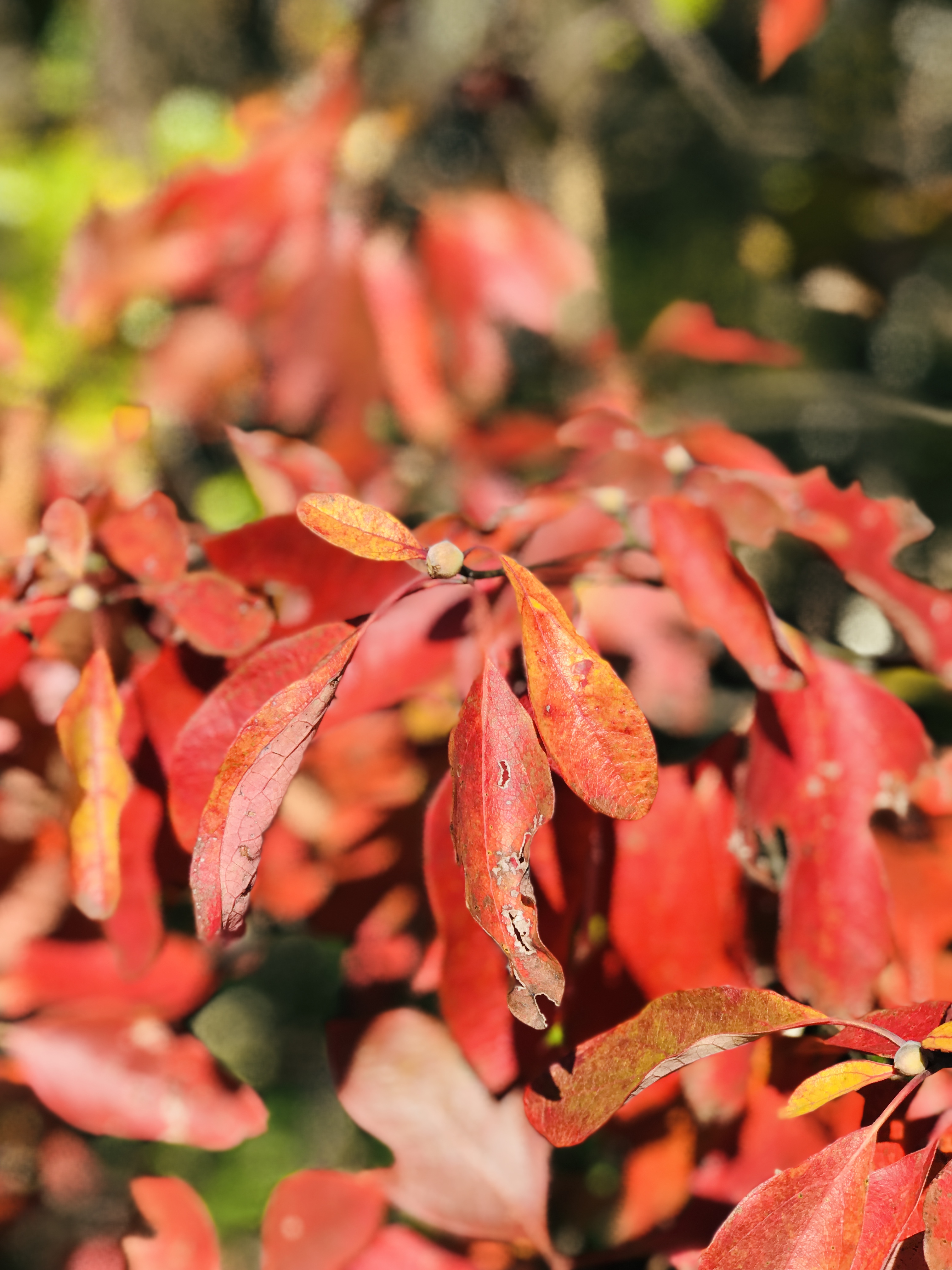 Come join us on our Fall Leaf Tour of the gorgeous Talimena Parkway. Autumn foliage was stunning in the Winding Stair Mountains of Ouachita National Forest. 