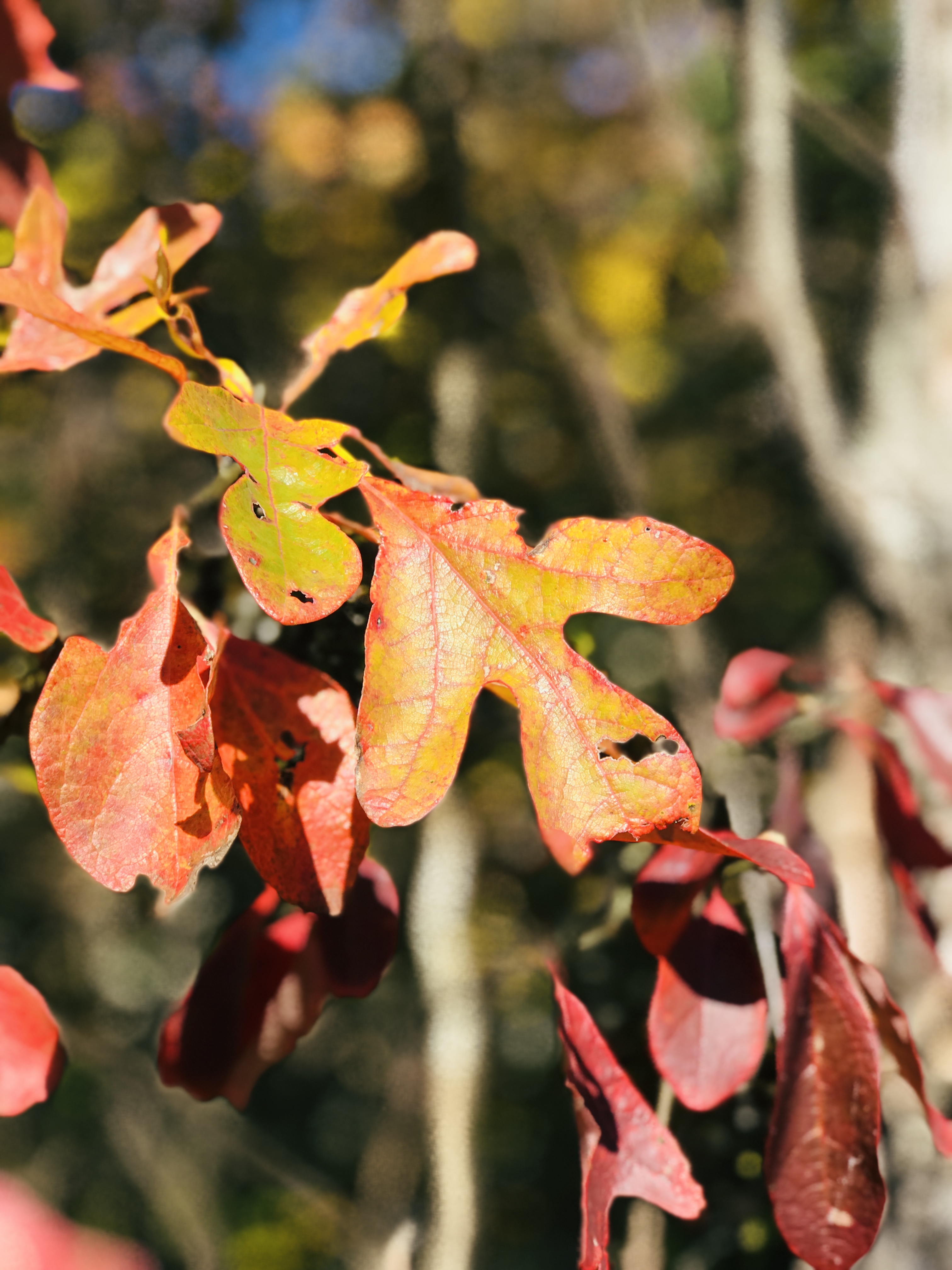 Come join us on our Fall Leaf Tour of the gorgeous Talimena Parkway. Autumn foliage was stunning in the Winding Stair Mountains of Ouachita National Forest. 