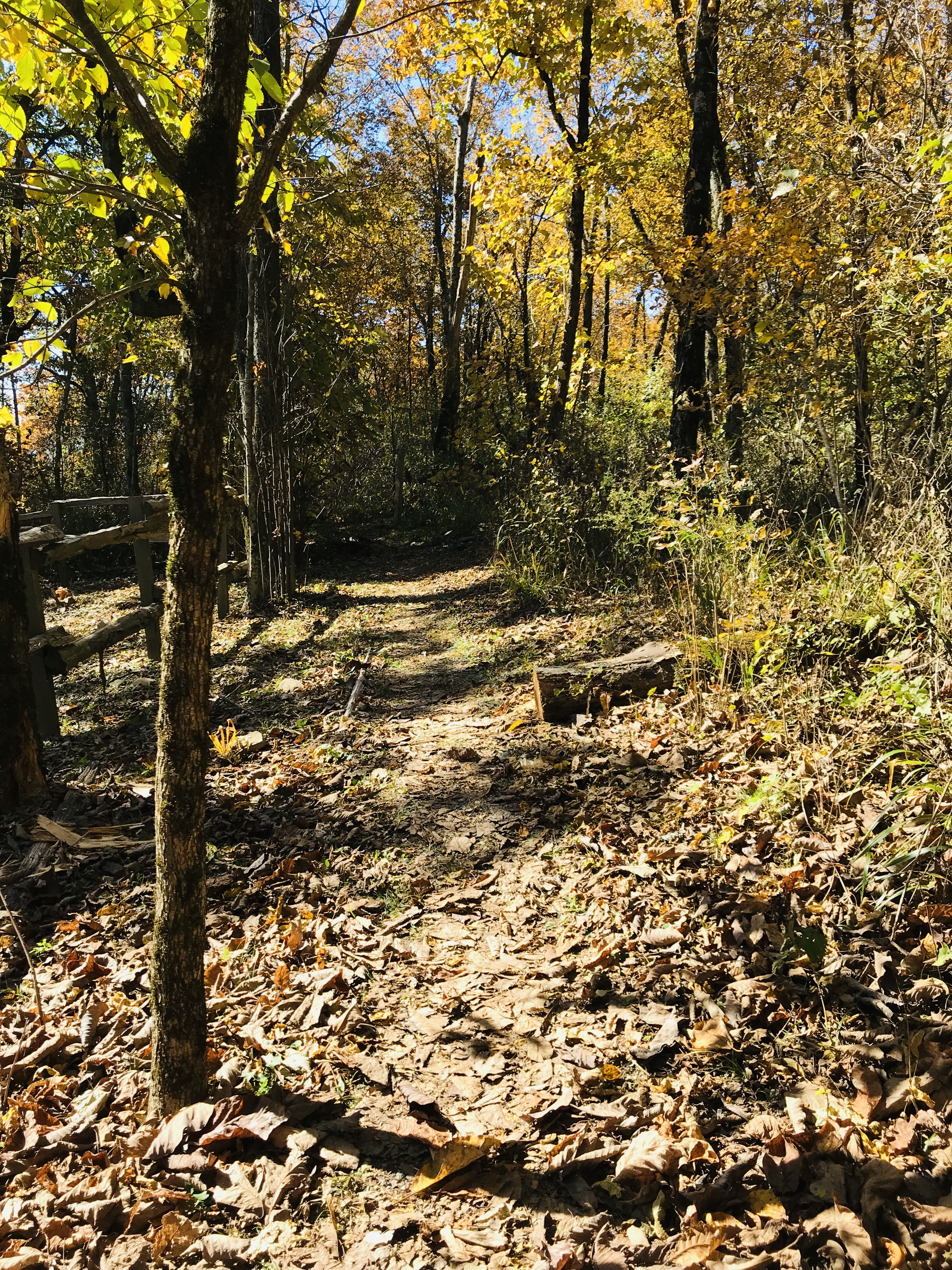 Come join us on our Fall Leaf Tour of the gorgeous Talimena Parkway. Autumn foliage was stunning in the Winding Stair Mountains of Ouachita National Forest. 