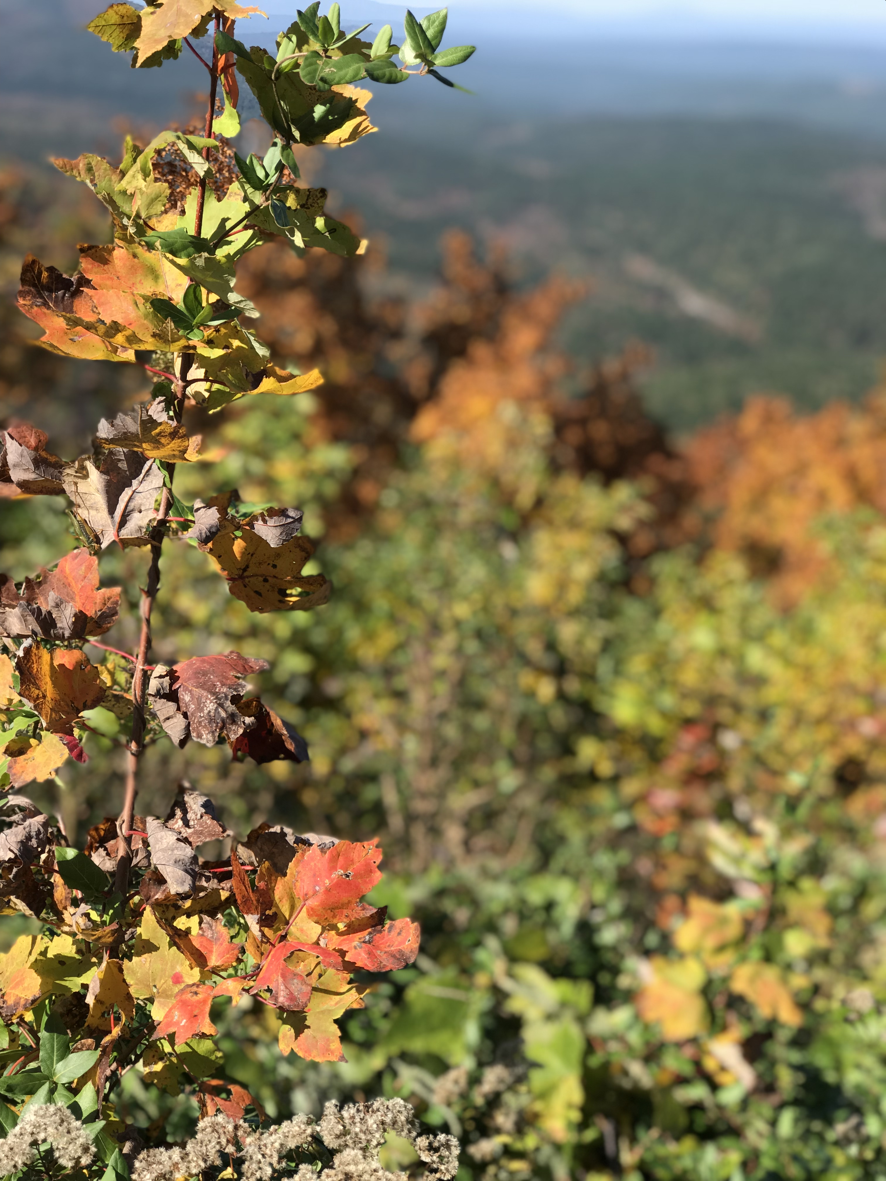 Come join us on our Fall Leaf Tour of the gorgeous Talimena Parkway. Autumn foliage was stunning in the Winding Stair Mountains of Ouachita National Forest. 