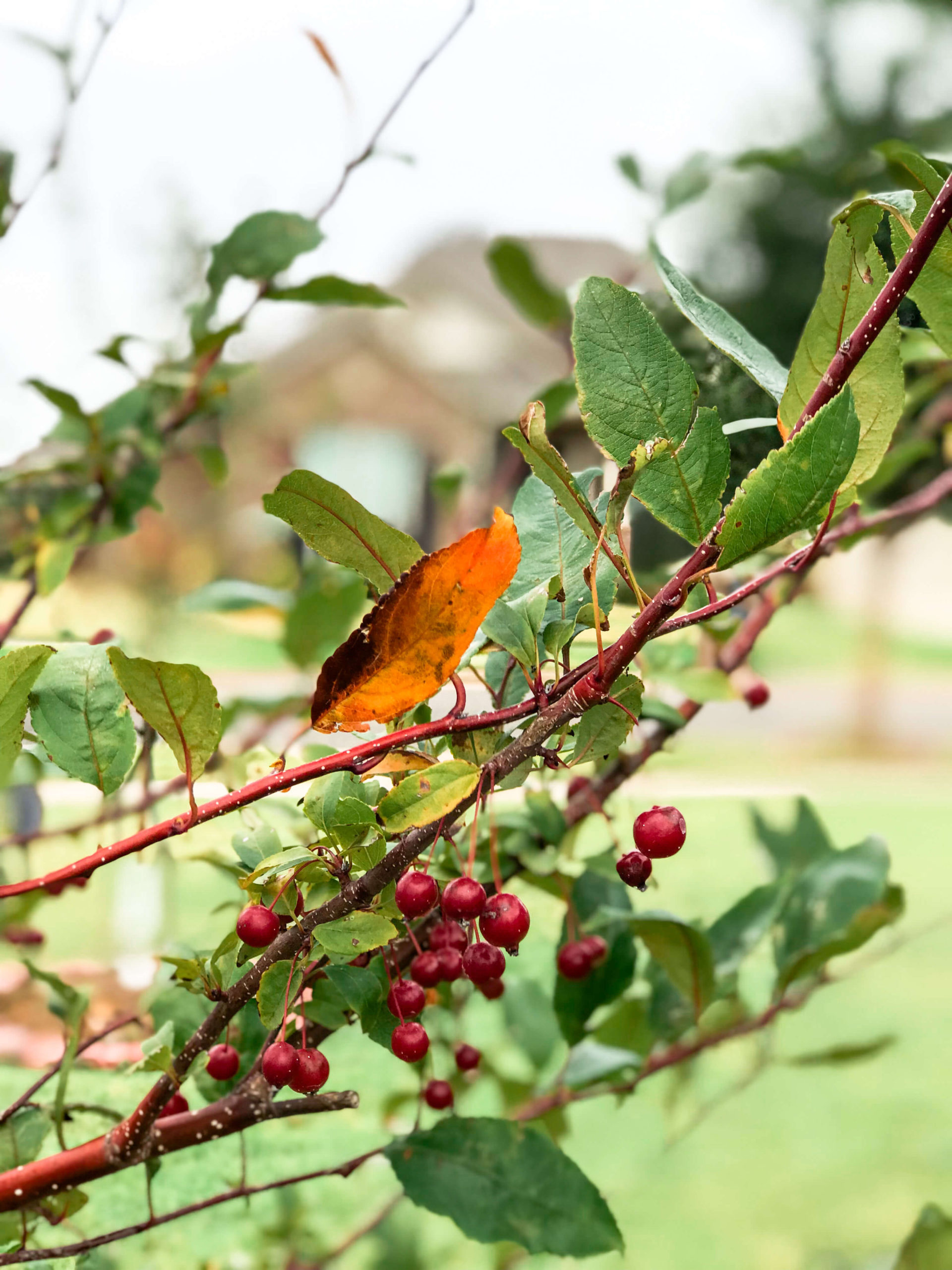 October Morning Walk Crabapple Tree