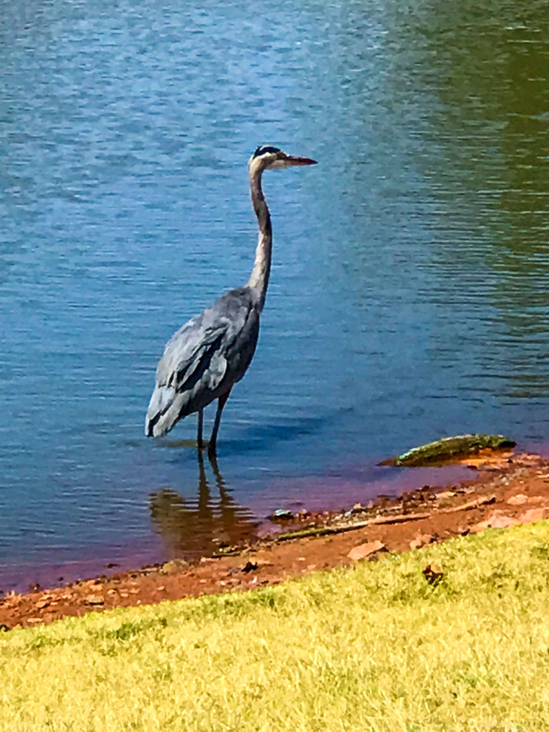 October Morning Walk Great Blue Heron