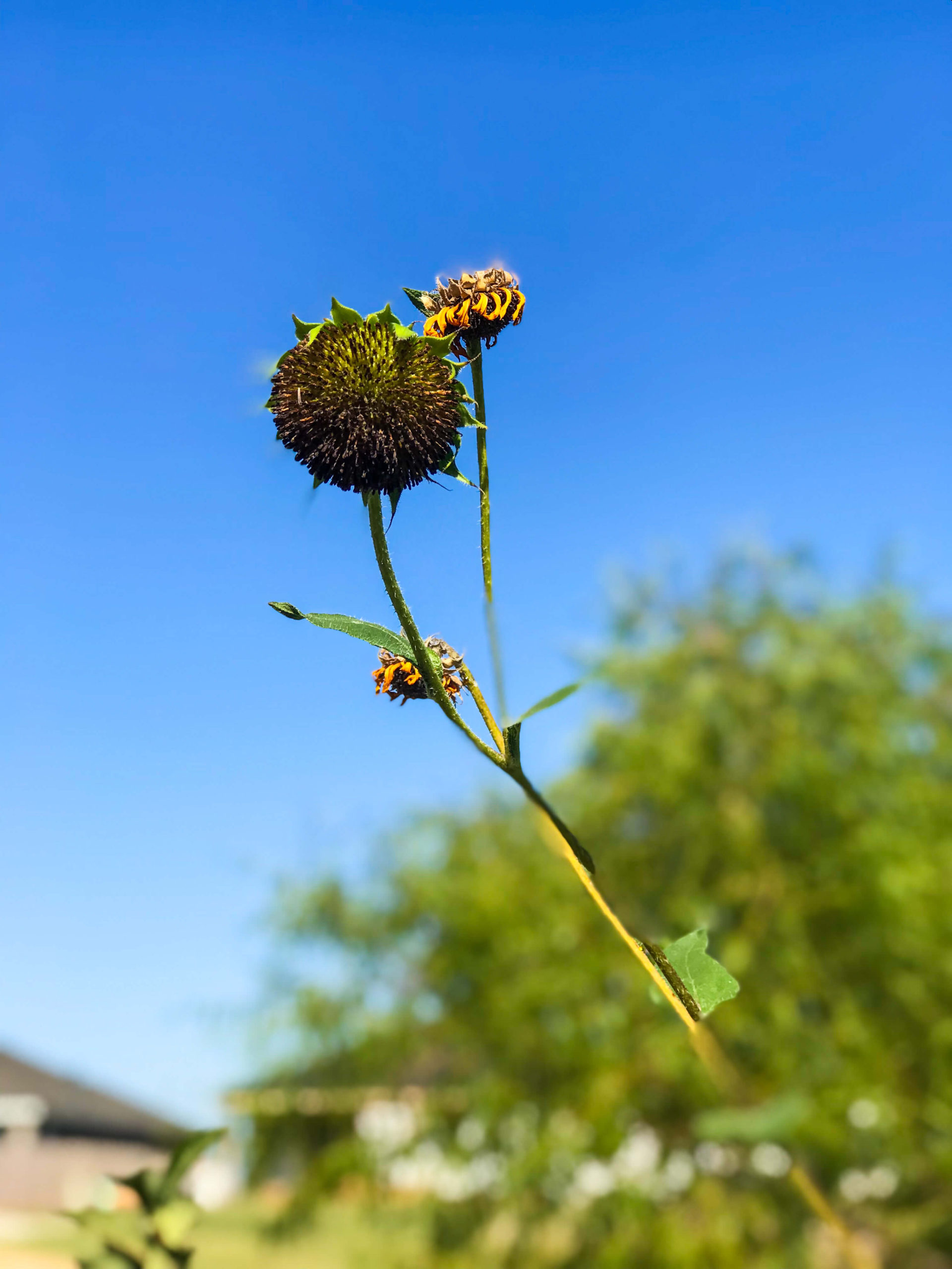 October Morning Walk Seeds