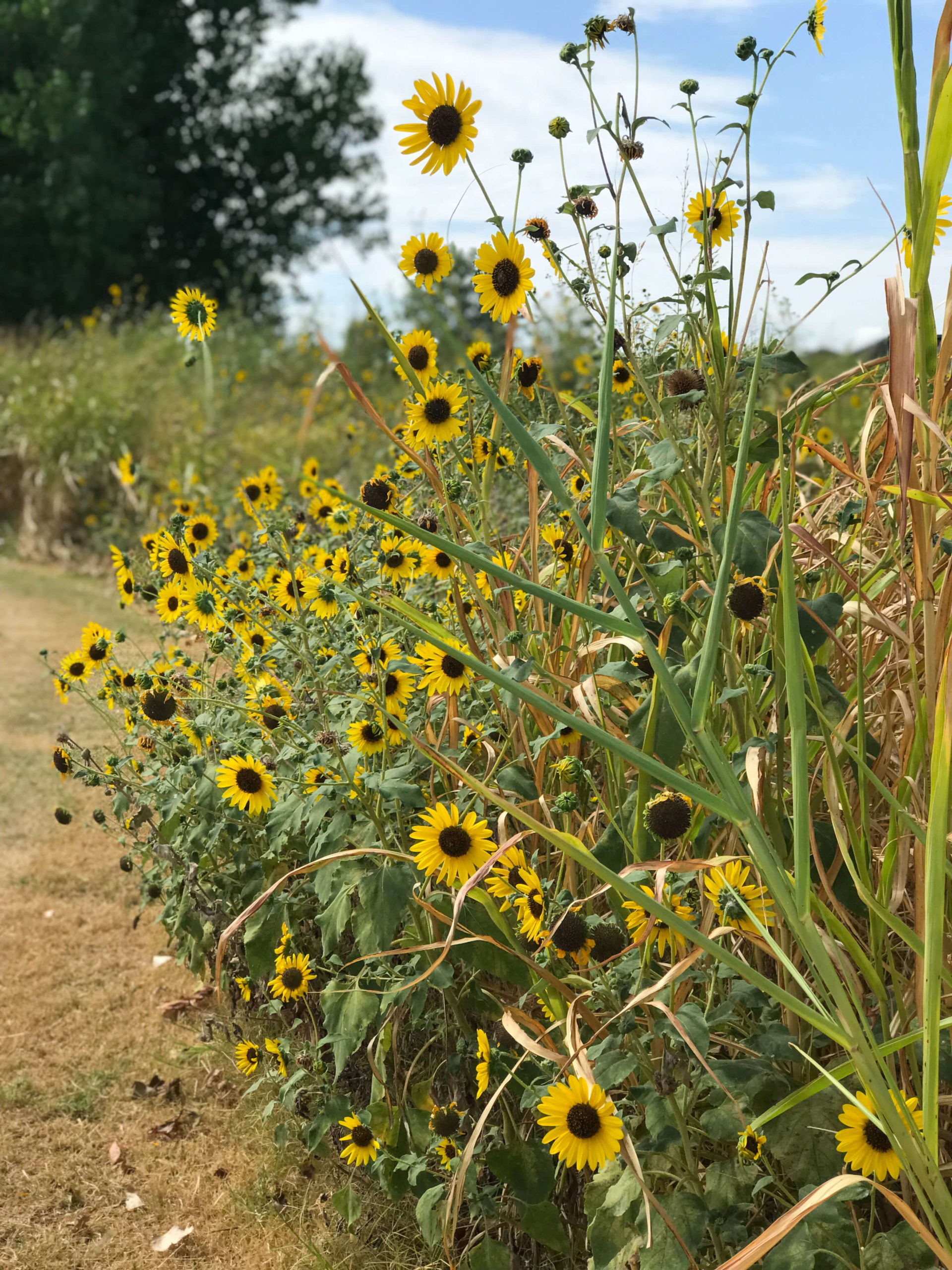 October Morning Walk Many sunflowers