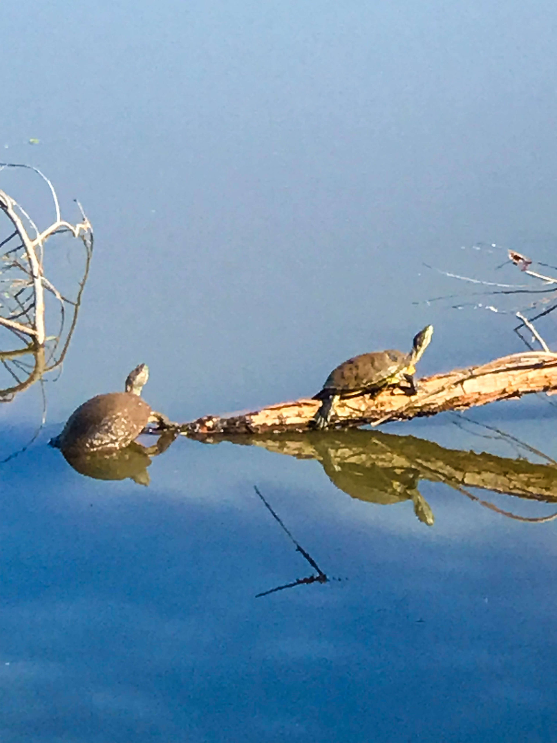 October Morning Walk Turtles on a submerged branch in the pond